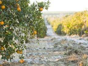The up-and-down weather in Florida this season means citrus supplies are limited.