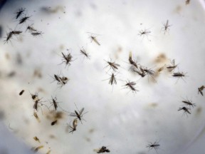 FILE - In this Feb. 11, 2016, file photo, Aedes aegypti mosquitoes float in a mosquito cage at a laboratory in Cucuta, Colombia. Zika isn't the only mosquito-borne bug that poses a health risk to Canadians travelling to vacation hotspots, even though the virus is raising the most alarm due to a possible link with microcephaly in newborns whose mothers may have been infected during pregnancy. The Aedes aegypti mosquito is the vector that transmits the Zika virus, and also dengue and chikunguna.