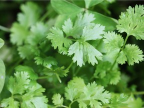 Cilantro, or coriander.