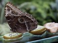 A butterfly feeds on a kiwi at the Butterflies Go Free event inside the Montreal Botanical Gardens greenhouse in Montreal, on Wednesday February 17, 2016.
