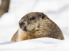 A groundhog comes out of its burrow in the snow on sunny February morning in 2012.