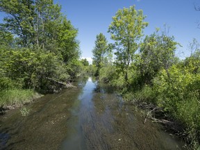 The Rivière à l'Orme runs through undeveloped land located inside the L'Anse-à-l'Orme eco-territory in western Pierrefonds Friday, June 26, 2015.