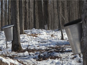 Maple trees.