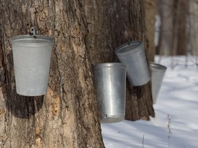 Maple trees at the Morgan Arboretum in Montreal in 2011.