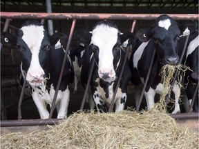 Dairy cows are seen at a farm in Danville, Que., in 2015.
