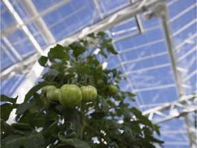 The open house at Lufa Farms is a chance to learn how the rooftop greenhouse works.