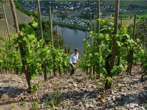 What makes Mosel riesling unique? A combination of soils, climate, a river and very steep slopes. Pictured , Toronto-based master sommelier John Szabo.