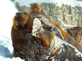 Arnaliaq and Samka are walruses that live at the Aquarium du Québec.