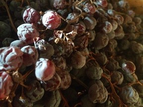 Amarone is made from grapes that have been dried for up to four months. These ones are almost ready to press.