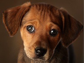 A seven week old Daschund cross puppy.