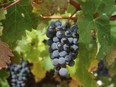 If you drink mostly New World cabernet sauvignon, mostly from Argentina and Chile, you'll get a surprise with one from Saumur-Champigny, which is made almost entirely with cabernet franc. These are two very different grapes and two very different growing regions. Pictured: cabernet sauvignon grapes.
