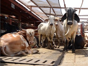 Cattle at a slaughterhouse in Belen, Costa Rica.