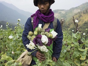 In this Feb. 3, 2016, photo, a member of Pat Jasan, a grassroots organization motivated by their faith to root out the destructive influence of drugs, holds poppies as his group slashes and uproots them from a hillside, in Lung Zar village, northern Kachin State, Myanmar. Opium is a scourge to many of Myanmar's poor communities ravaged by drug addiction. A movement in northern Kachin State has mobilized thousands to march through the countryside on a mission to destroy fields of poppy flowers from which opium and its derivative, heroin, are made.