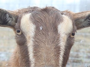 It’s not clear where the goats came from or how they got loose.