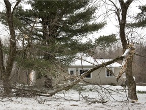 Damage to trees in St-Lazare two days after an ice storm, Saturday, February 27, 2016. (Peter McCabe / MONTREAL GAZETTE)