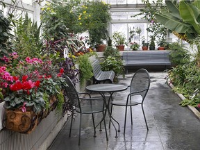 Westmount city councillor Cynthia Lulham says "we saved as many of the plants as we could" after a ceiling pane fell and forced the temporary closure of the Westmount greenhouse complex, pictured in February 2015.