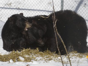 Two black bears play at the Ecomuseum in Ste-Anne-de-Bellevue on Tuesday, March 1, 2016.  The bears awoke from hibernation two weeks earlier than they did last year because the winter has been unusually warm.  (Phil Carpenter / MONTREAL GAZETTE).