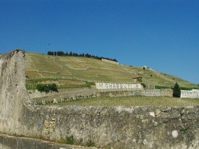 One of the world's most famous biodynamic vineyards belongs to Chapoutier. This is the producer's hill at Hermitage.