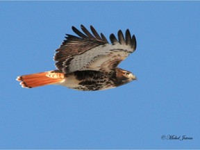 Red-tailed hawk. (Photo by Michel Juteau)