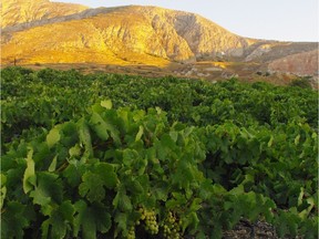While best known for its beaches, the Greek island of Santorini is home to one of the world's most interesting acidic grapes, assyrtiko.