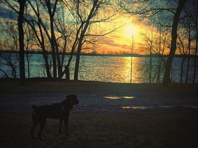 Today's photo of Odin the Rottweiler and sin rise over the river comes from Dily Dee on Instagram.