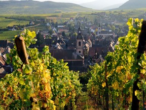 Vineyards surrounding the village of Riquewihr: Geological diversity makes Alsace one the greatest, and most complex, regions in the world of wine.