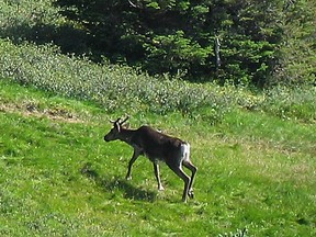 A lone woodland caribou makes his way up a ridge to Mont Jacques-Cartier, in the Parc National de la Gaspesie.