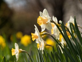 Daffodils are a sure sign of spring.