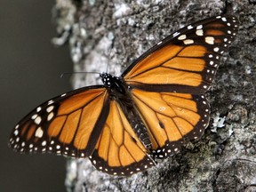 The world's Monarch Butterflies need you.
