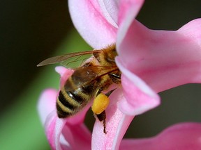 Kirkland has adopted a bylaw which prohibits the use of pesticides which harm bees.