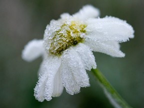 A frost-coated flower.