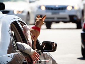 A chihuahua sticks its head out of a vehicle as it drives along Jean-Talon St. near the corner of Christophe-Colomb Ave. on Sunday, April 17, 2016.