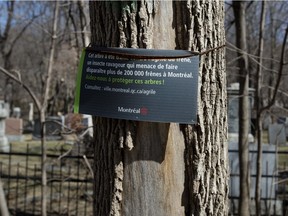 April 2016: sign indicates a tree that has been treated for the emerald ash borer. 6,000 trees on Mount Royal have been treated and 4,000 more will be cut down.