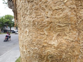 Trails of the Ash Borer beetle are carved on a tree on Alexandre Lacoste Street in Montreal, Tuesday July 17, 2012.