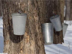 Maple trees are tapped to harvest the sap at the Morgan Arboretum in preparation for the maple syrup harvest in 2011.
