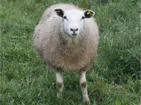 A sheep hangs out in Frelighsburg in 2015.