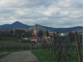 Pinot Gris vines growing near the village of Zellenberg in Alsace.