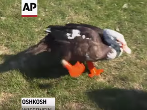 Screen grab from video of duck walking on feet made by a 3D printer.