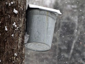 An old-school syrup bucket catches sap from a maple tree.