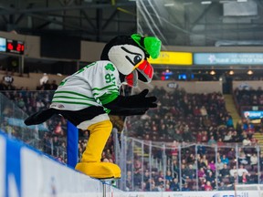 St. John's hockey fans — and IceCaps mascot Buddy the Puffin — could be without a team to cheer for after next season if the Canadiens move their AHL club to Laval.