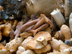 Close to 150 species of edible wild mushrooms, 
grow in Quebec. They are high in protein, vitamins,  antioxidants, and add a meaty, umami quality to any dish.