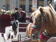 Caleche driver Marilyn McKenzie and her horse Jesse wait patiently for their next customers in front of Notre Dame basilica on Monday, May 23, 2016.