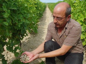 The chef de Culture at Domaine Pascal Jolivet shows off the famous Caillottes soil of Sancerre.