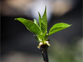 A dwarf cherry tree: City gardeners should consider a tree's full size at maturity, François Dubois advises.