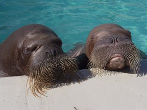 Walrus Arnaliaq, left, and Samka rest their head on the side of the pool, Wednesday, March 16, 2016, at the Quebec aquarium in Quebec City.