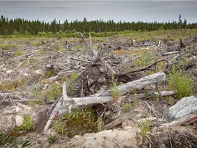 Clearcut affected forest in Cree territory in Northern Quebec.