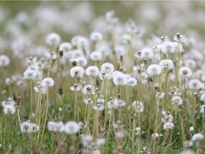 Dandelions are a common sight across the West Island. (Sun/Postmedia Network)