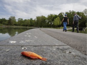 A dead fish at Mount-Royal's Beaver Lake: Observers speculate that the water filtration system is inadequate, causing fish to die from lack of oxygen.