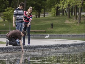 Friends Allan, kneeling, Parhan, and Sara look at dead fish floating at Beaver Lake at Mount-Royal park in Montreal on Thursday, May 26, 2016.