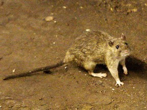 Warfarin, aka Coumadin, can be used as a rat poison.